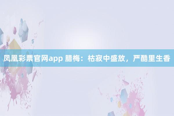 凤凰彩票官网app 腊梅:枯寂中盛放,严酷里生香